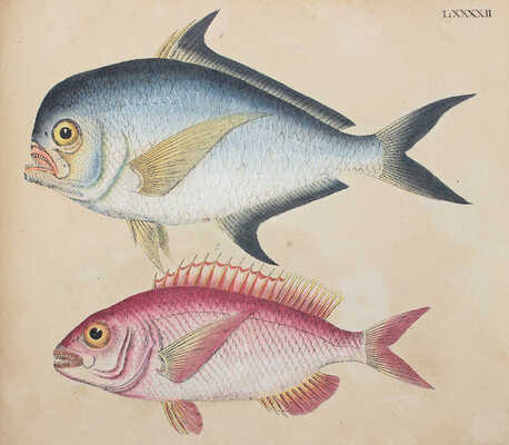 [Естествознание в картинках с пояснительным текстом профессора д-ра Штрака, изданное литографическим институтом], 1819